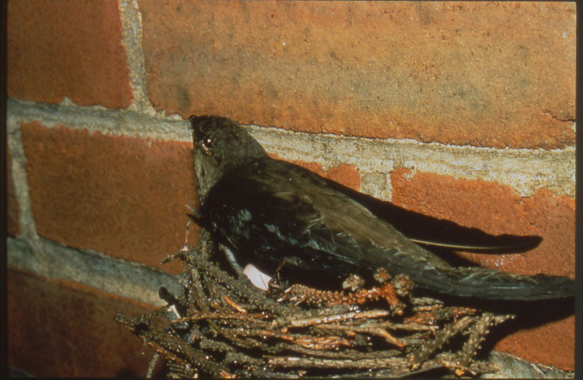 Swift on nest