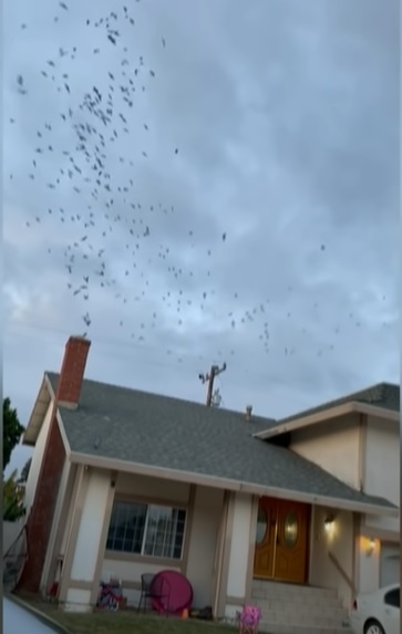 Vaux's Swifts descend on house