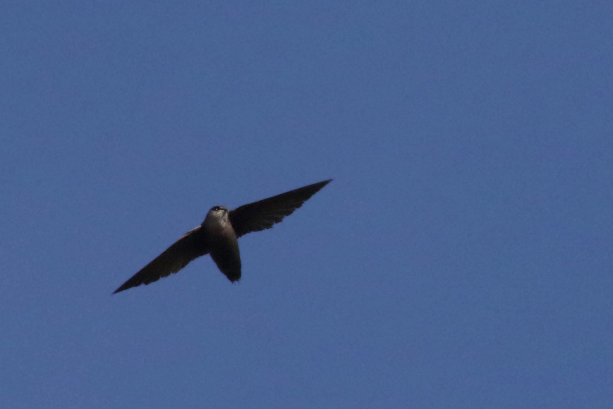 Wetlands and Chimney Swifts – Manitoba Chimney Swift Initiative